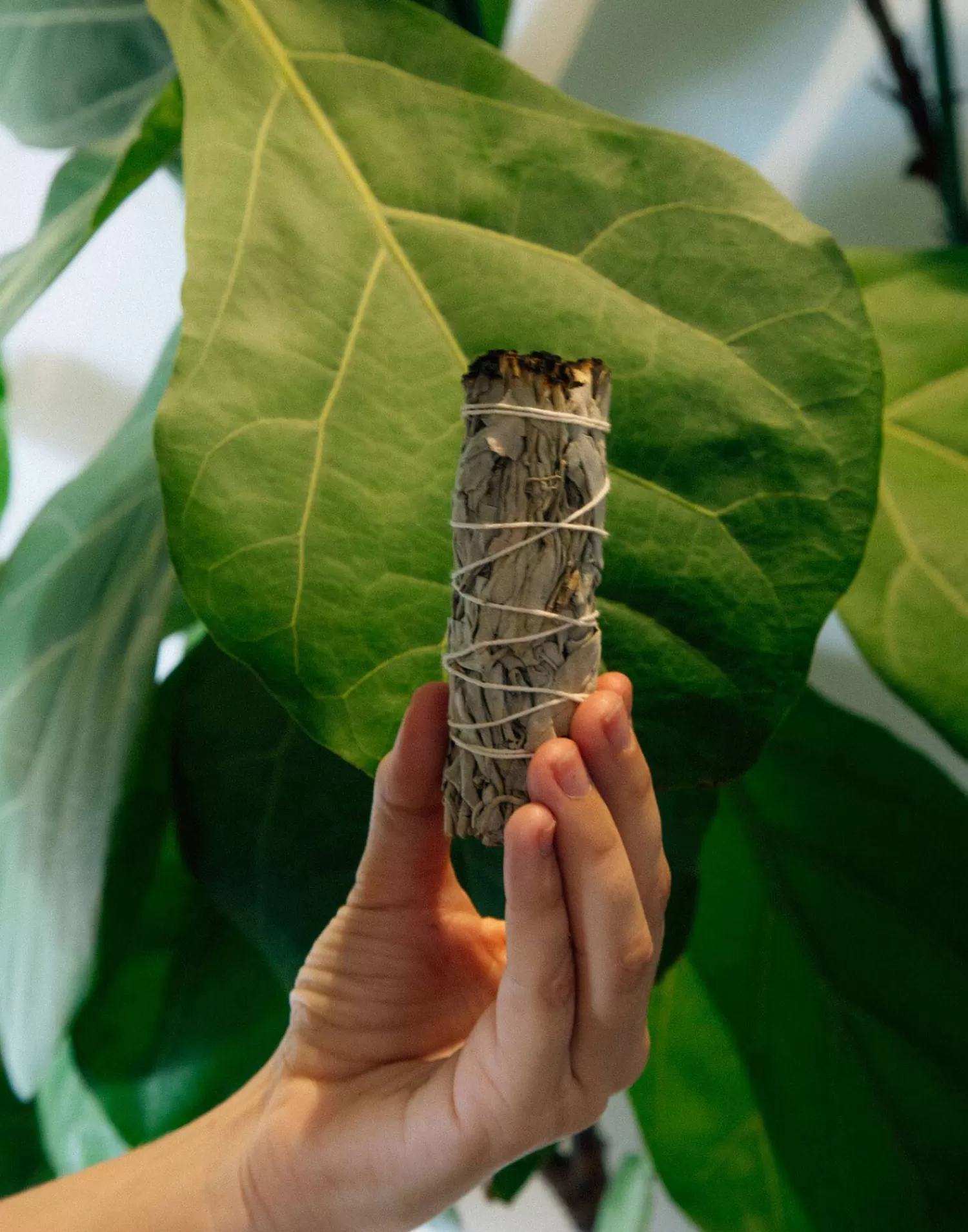 Essence Naturelle | Bouquet Purifiant de Sauge Blanche Artisanal