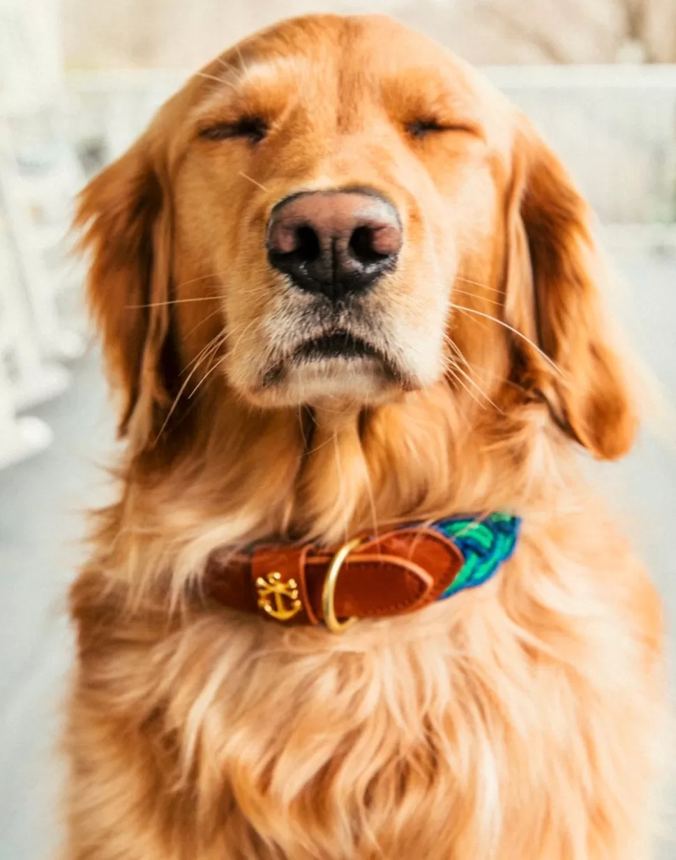 Collier Hamac Canopée Confortable pour Chien - Design Aérien par Kiel James Patrick Clayton